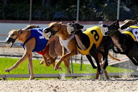 Yesterday's Greyhound Racing Results .